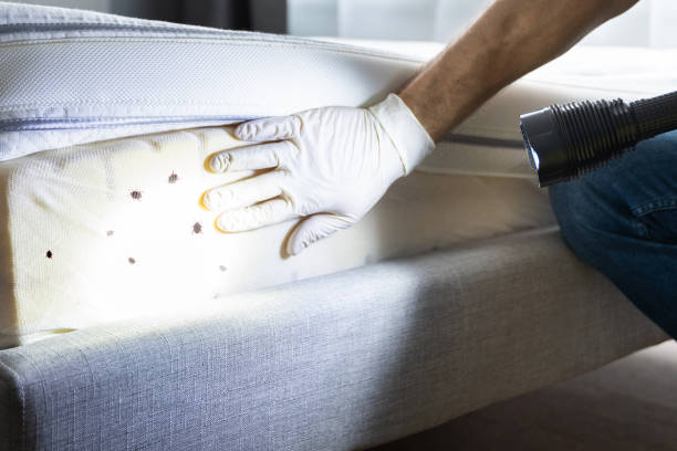 Flea Control Services in Tiffin, OH