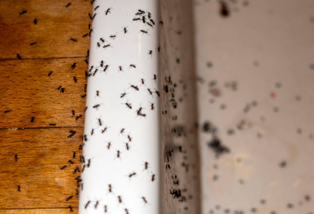 Best Exterminator Services  in Tiffin, OH